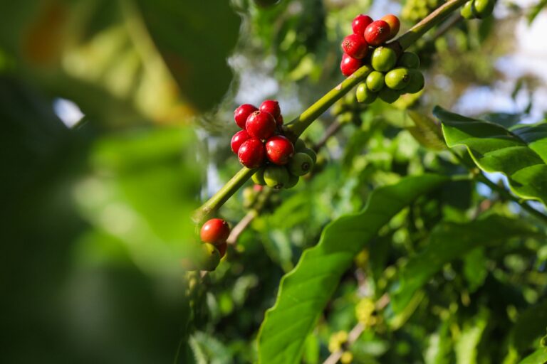helena coffee vietnam P7HEx gkGT4 unsplash 768x512